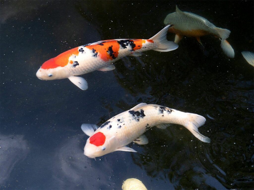 Niigata Prefecture